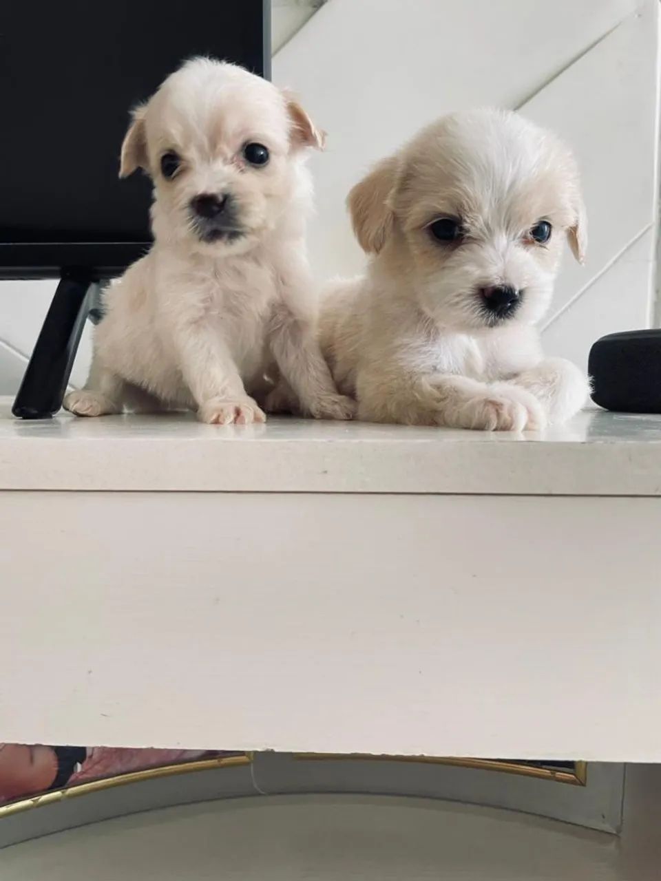 Poodle machinho  - Foto 3