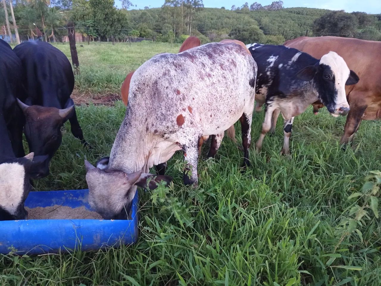 Bois gordos para acabamento - Foto 4