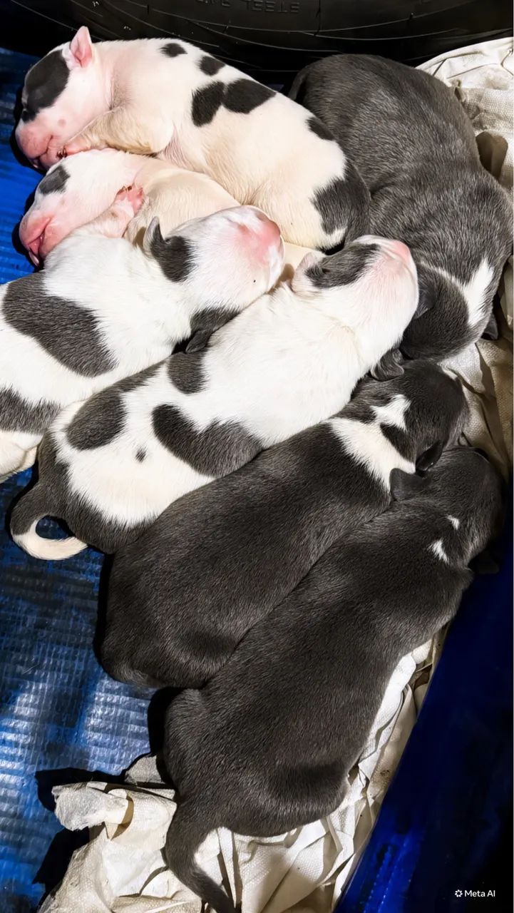 American Bully  - Foto 2