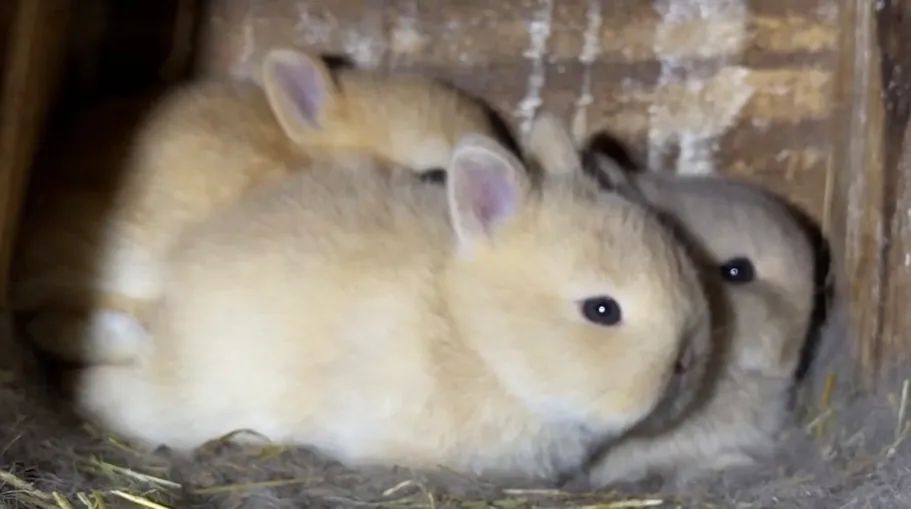 MINI COELHOS  - Foto 5