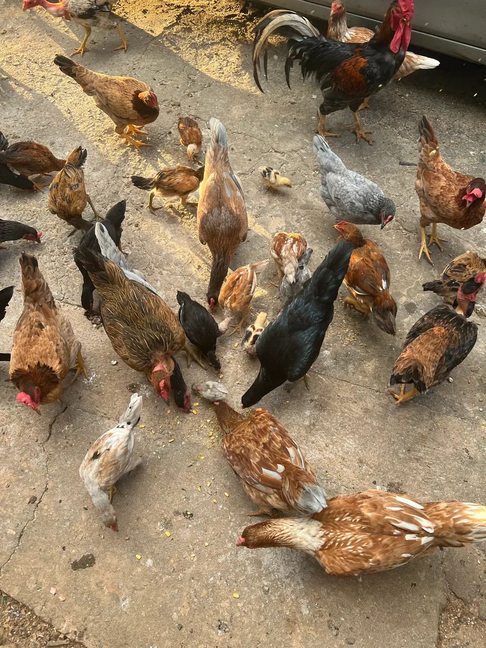 galos e galinhas caipiras com pintinhos - Foto 4