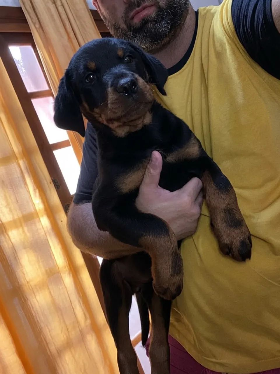 Femea Rottweiller 