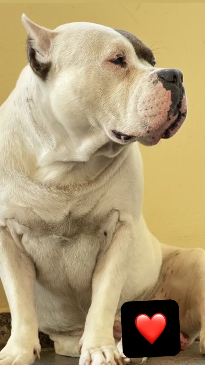 Filhotes American Bully Micro/Pocket - Foto 6