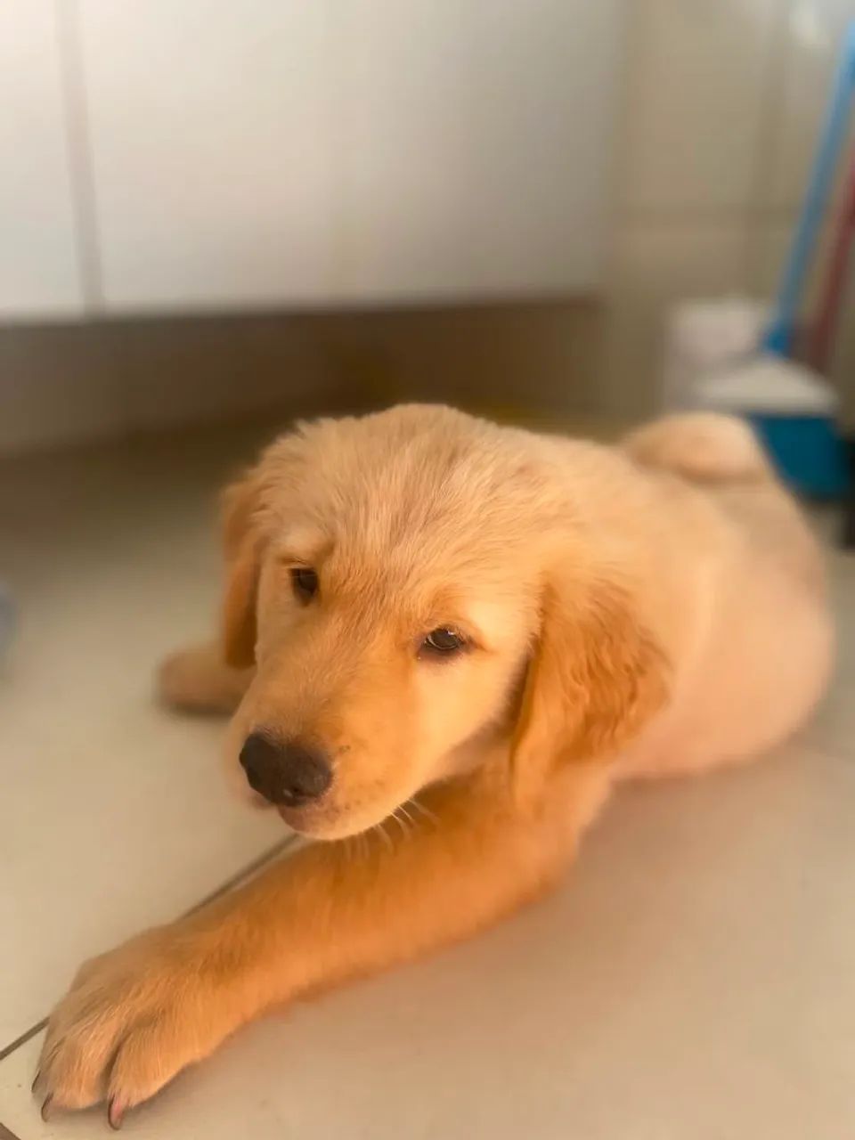 Golden - Foto 2