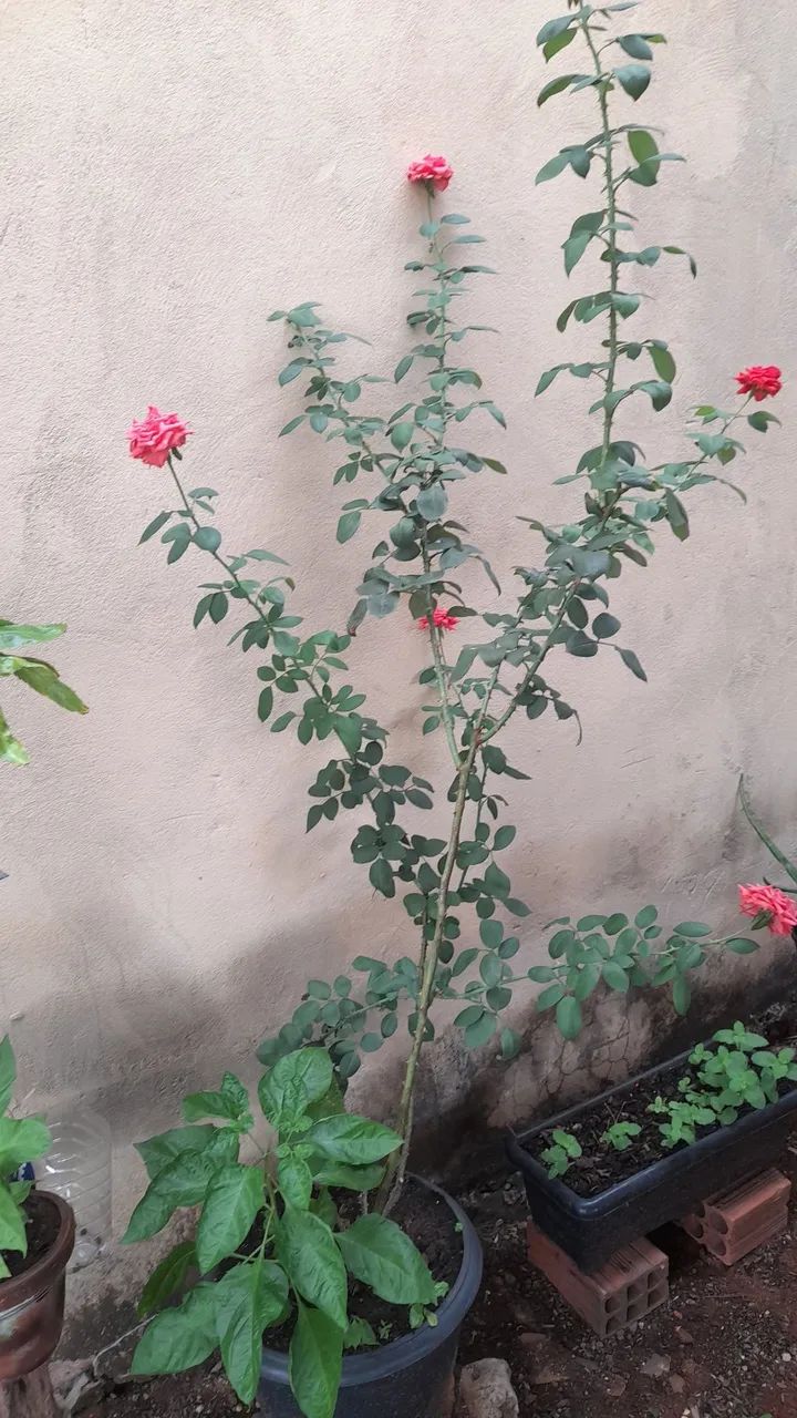 Plantas  - Foto 2