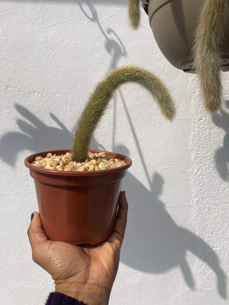 Vaso com muda de rabo de macaco