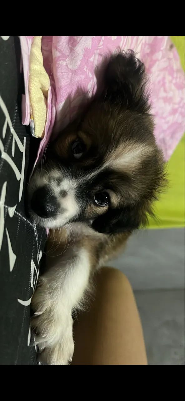 Doação de Pet - Foto 5