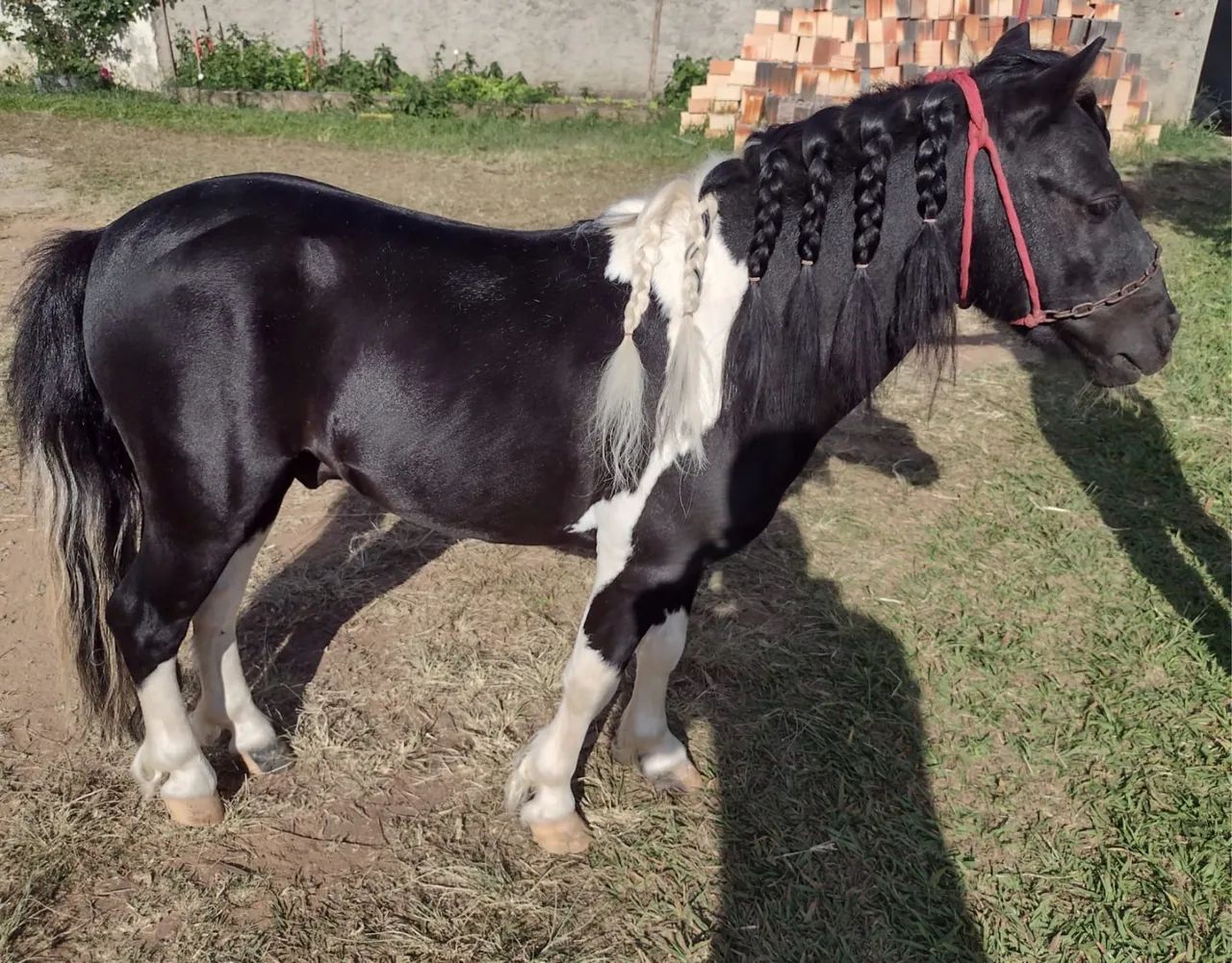 Cobertura/semen ponei