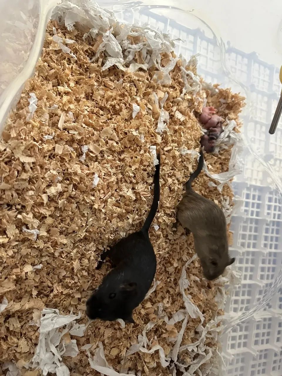 GERBIL CASAL - Foto 5