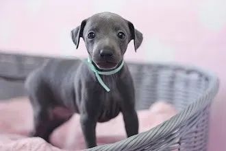 Galgo Italiano Machos e Femeas 