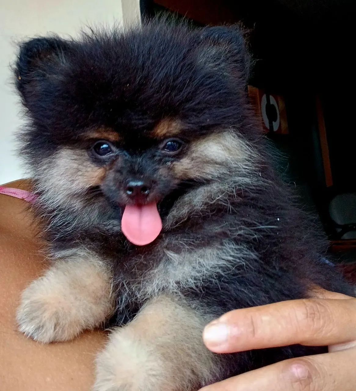 Filhote de Spitz Alemão Black-and-pan