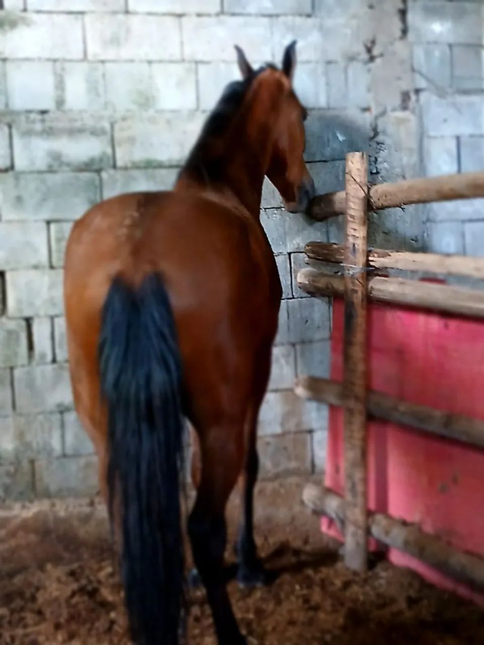 Cavalo marcha picada
