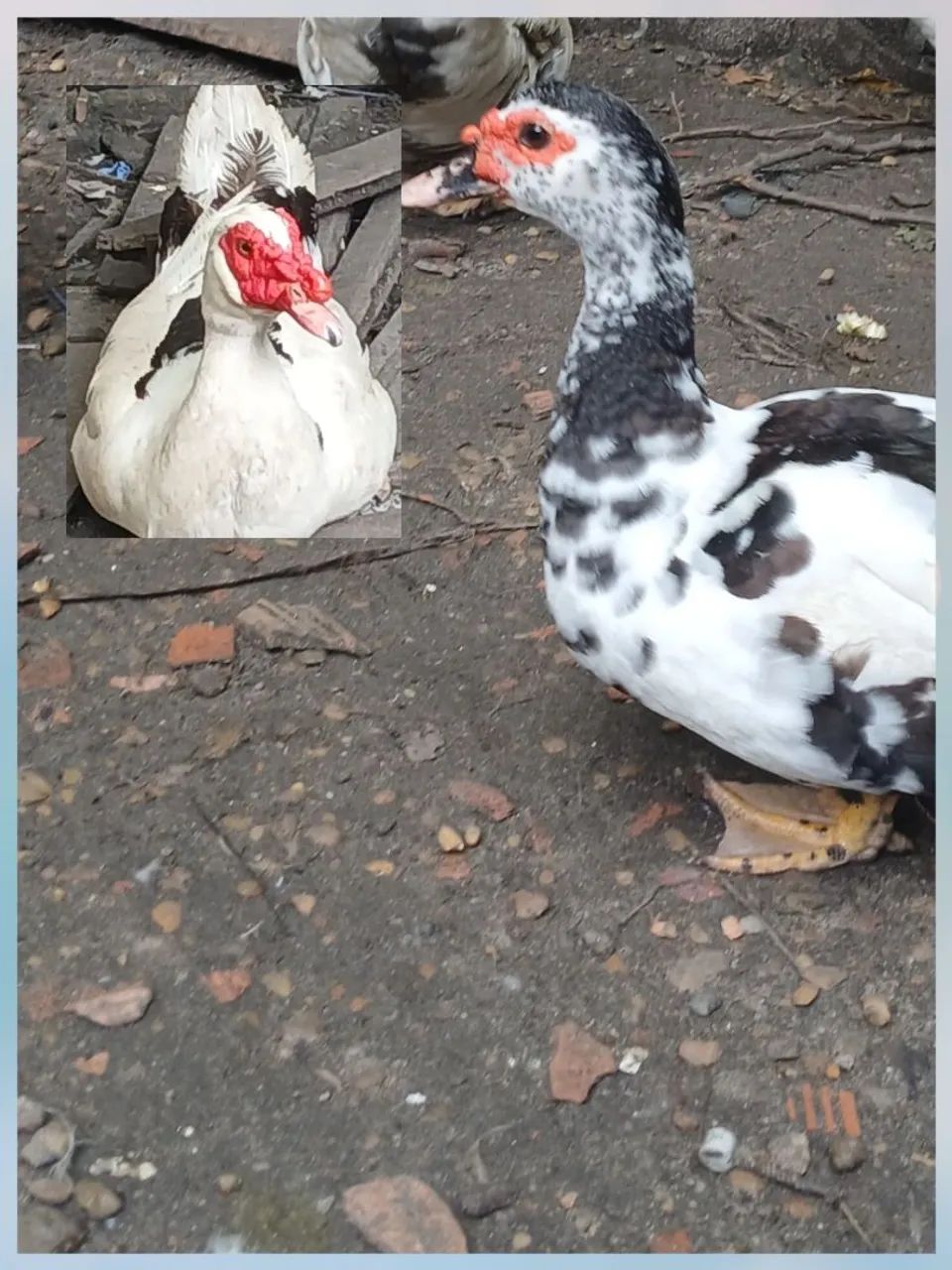 Patos retirada na zona leste watts * - Foto 3