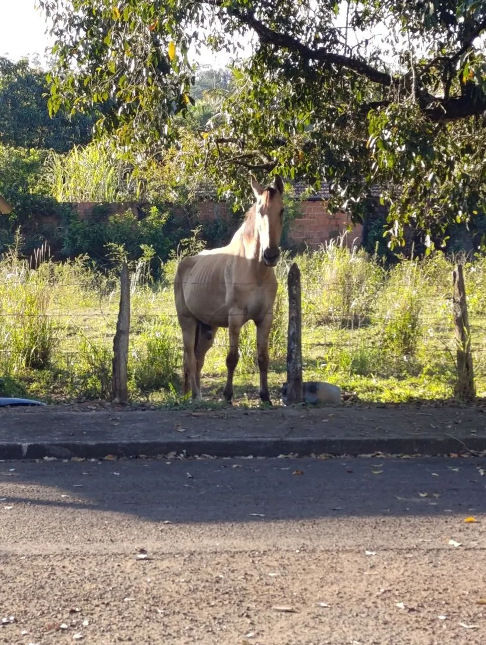 Cavalo Campolina 