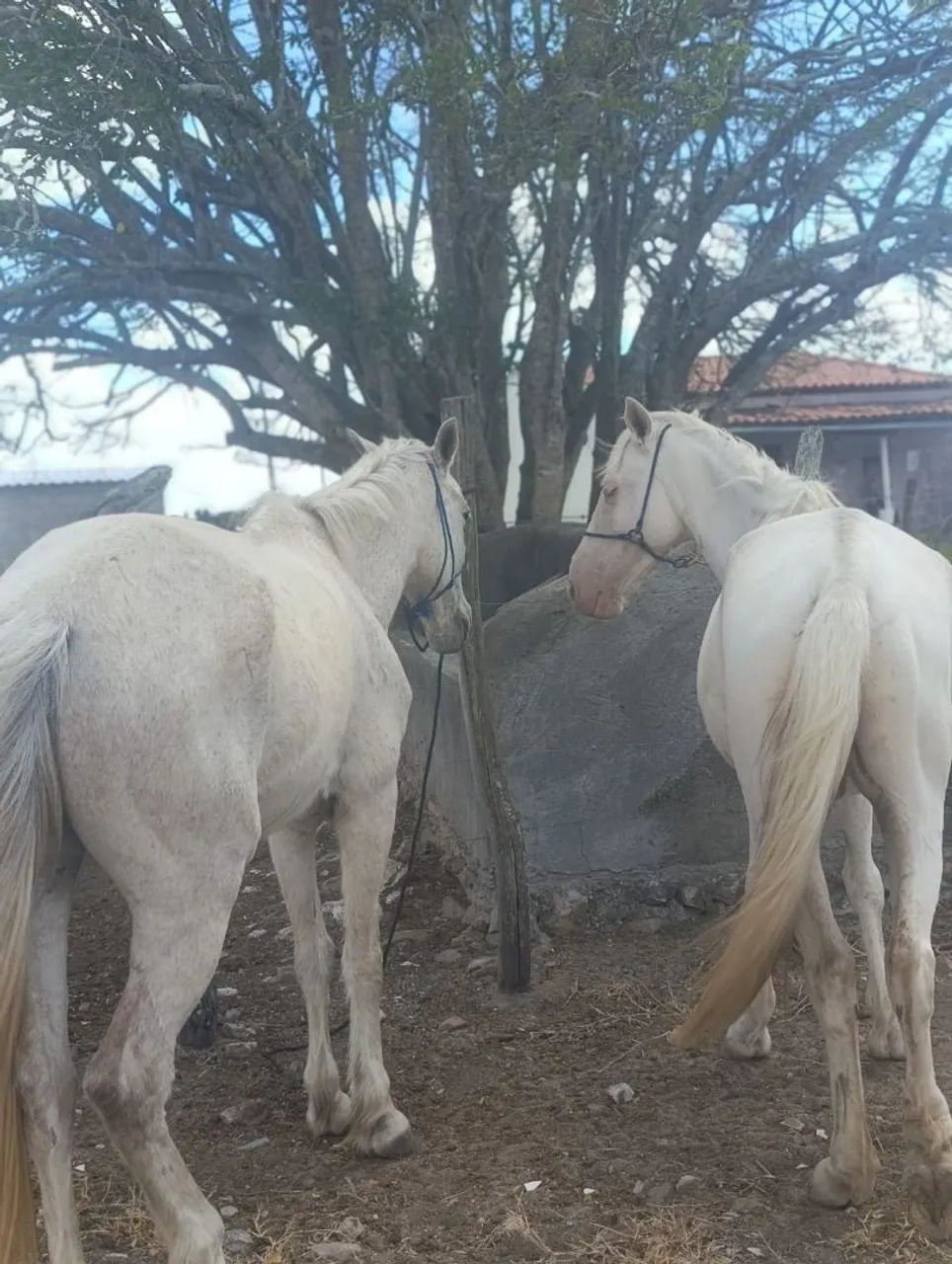 Égua  - Foto 2