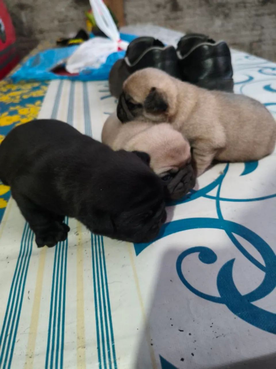 Filhotes de pug - Foto 3