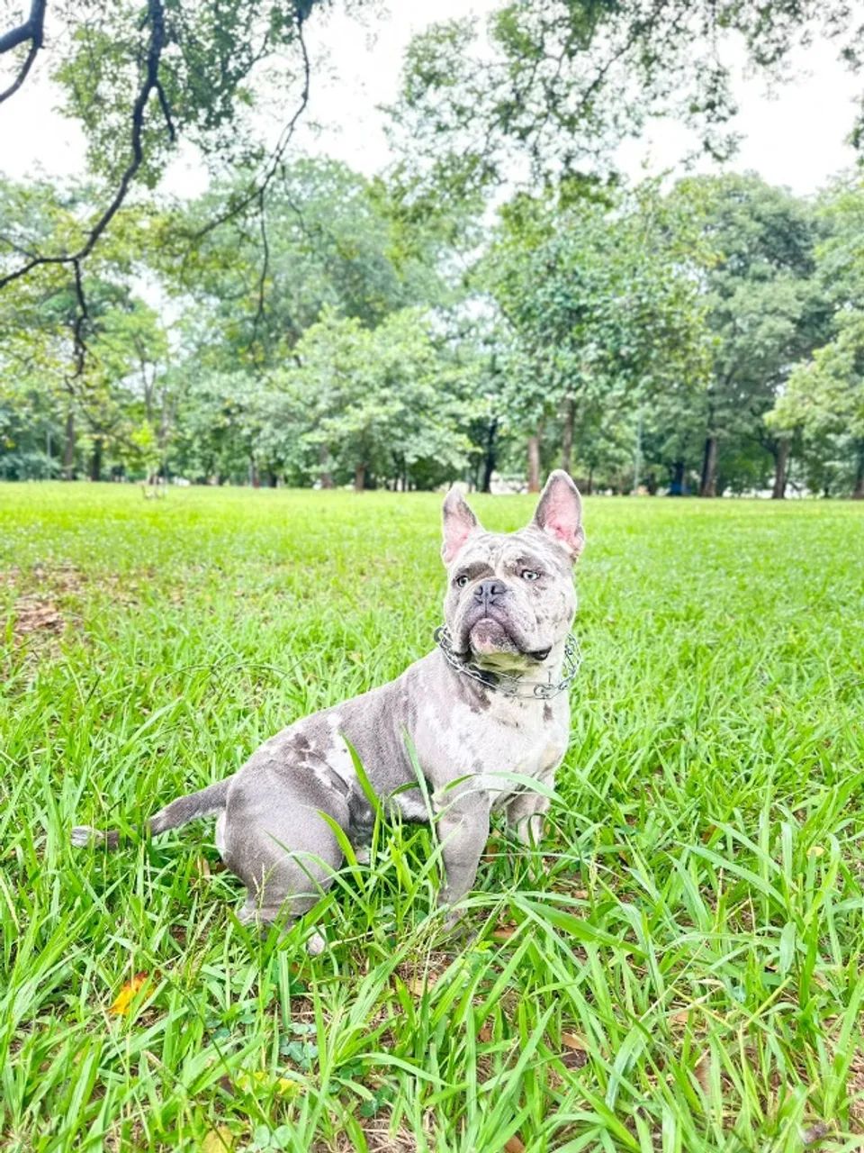 Exotic bully Macho Triblue Merle Disponível  - Foto 3