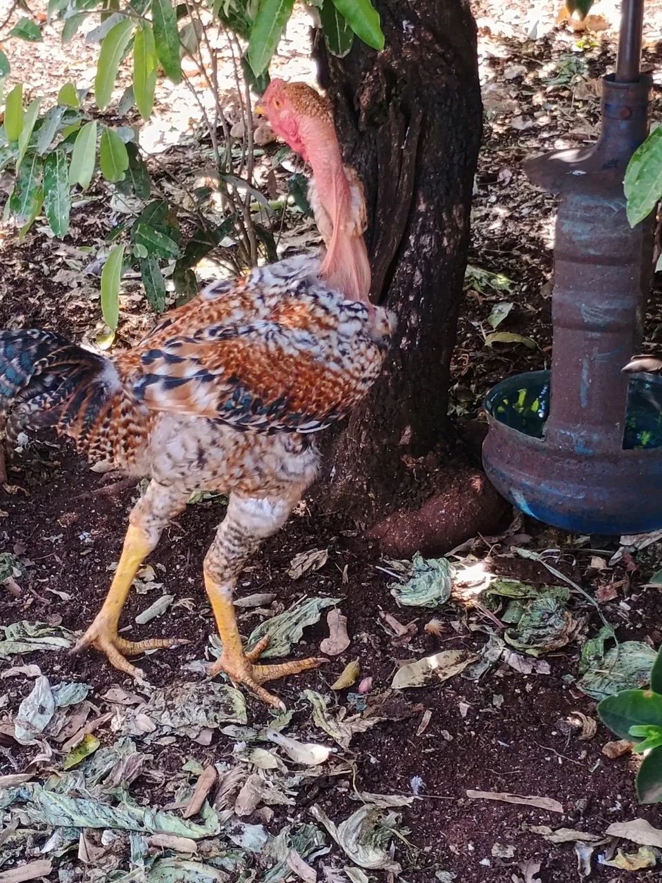 Vende-se frango caipira  - Foto 2
