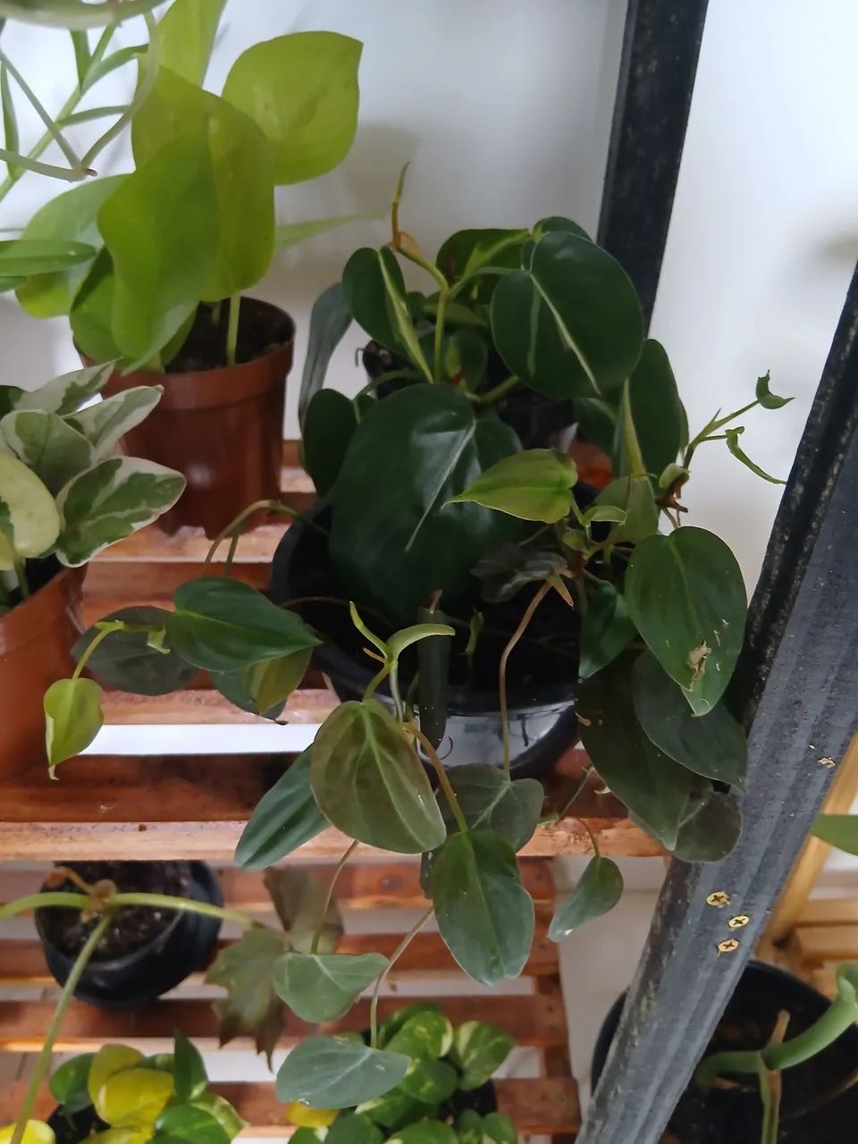 Plantas  - Foto 2