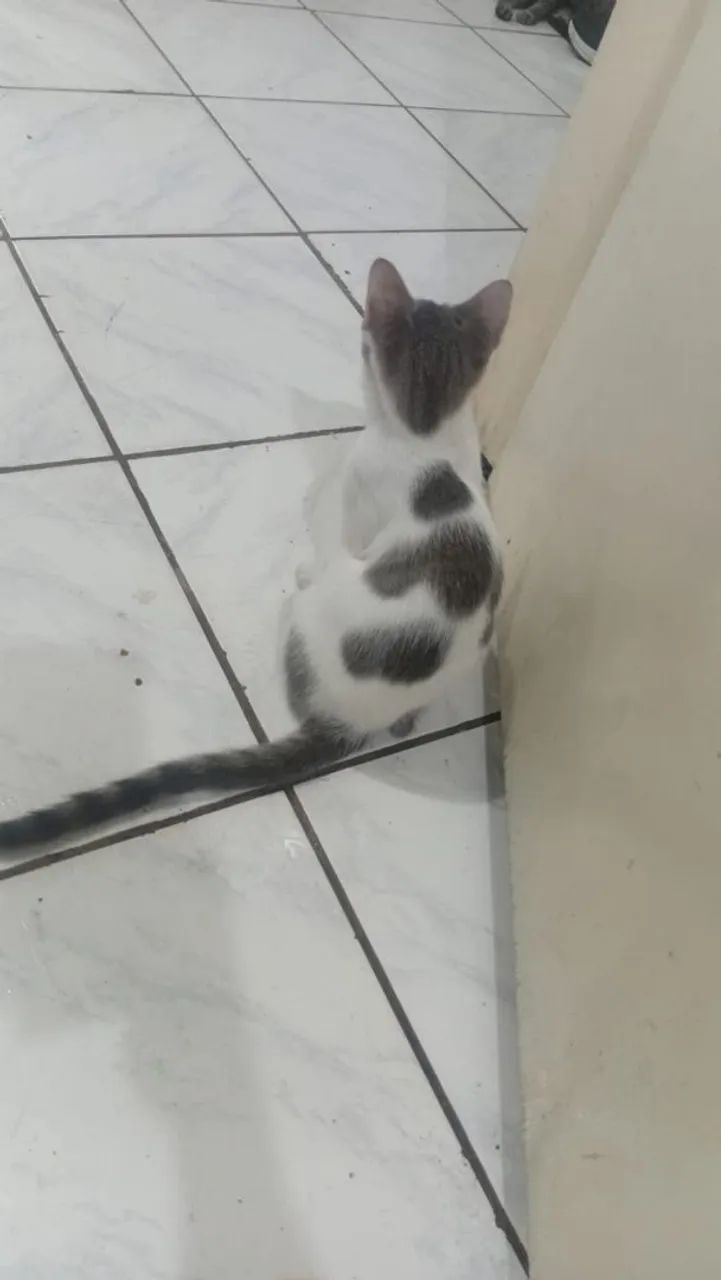 Doação  - Foto 2