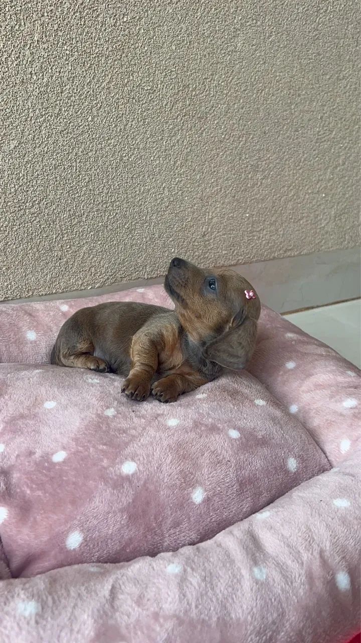 Dachshund kaninchen e mini  - Foto 4