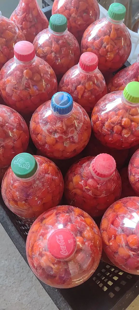 Pimenta biquinho e malagueta - Foto 2