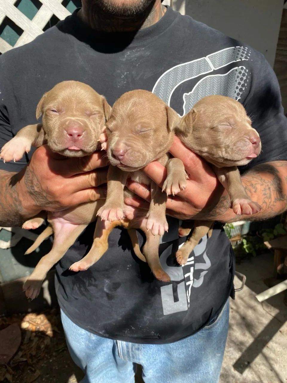 Doação de pitbull 