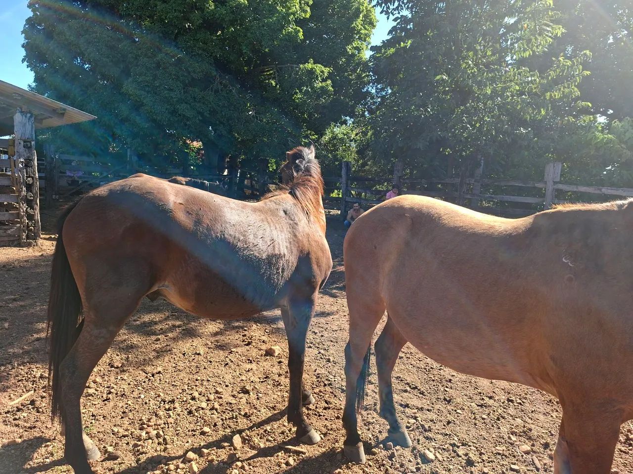 Cavalos! - Foto 5