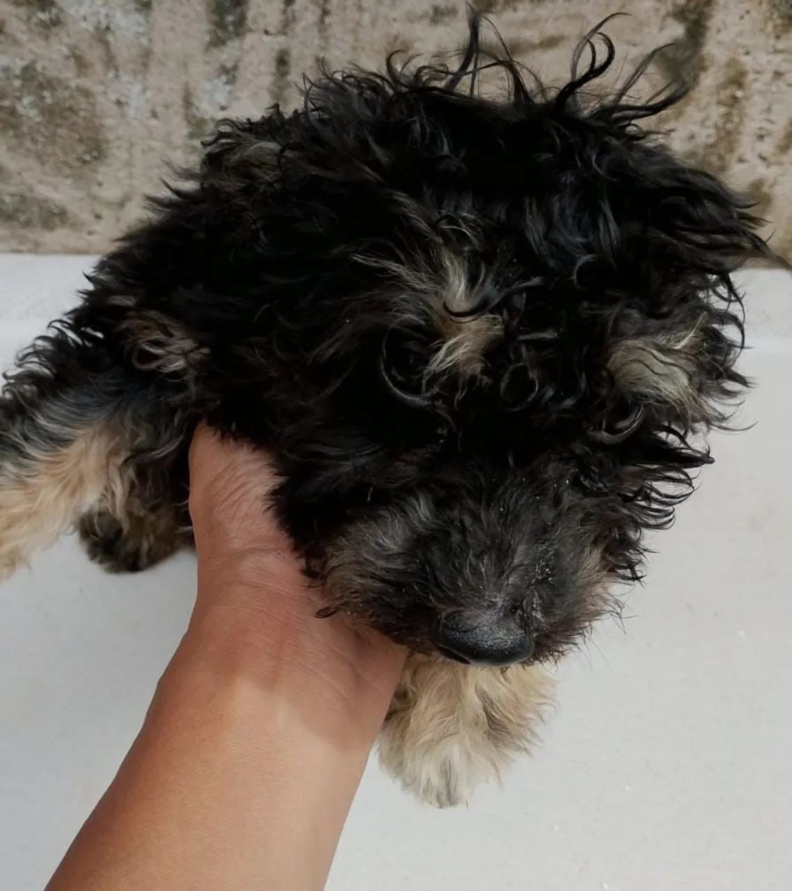 Filhote de Shitzu com Poodle 