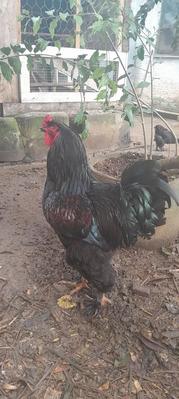Casal brahma Black  - Foto 2