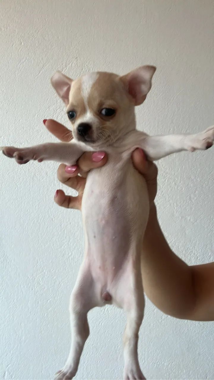 Chihuahua  - Foto 2