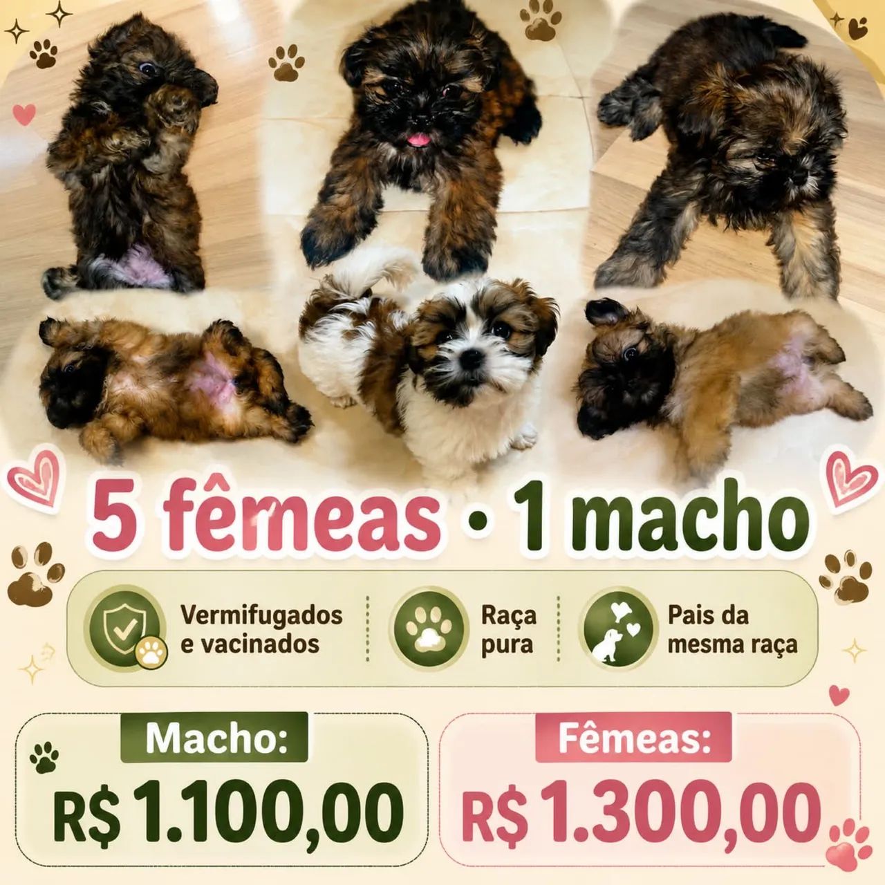 Filhotes de Shitzu  - Foto 3