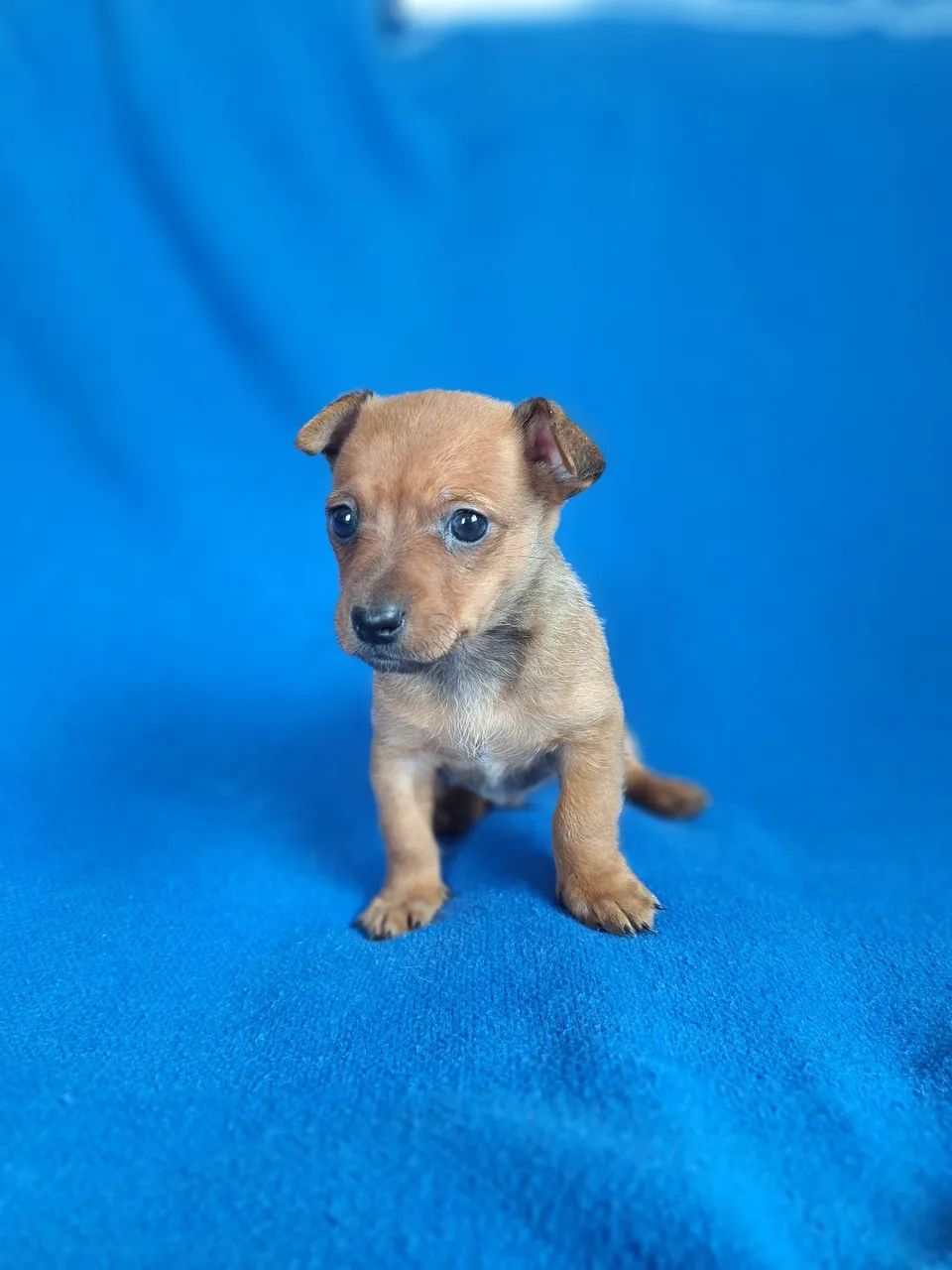 Vendo pinscher macho