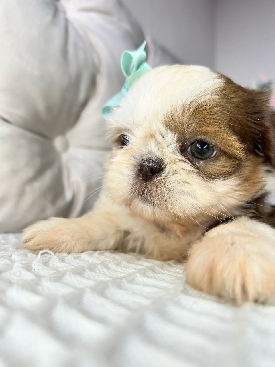 Shih tzu - Foto 2