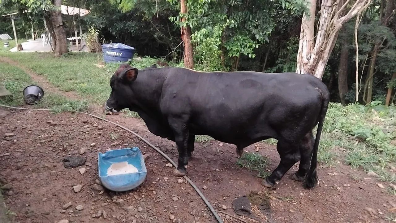 Mini toro manso