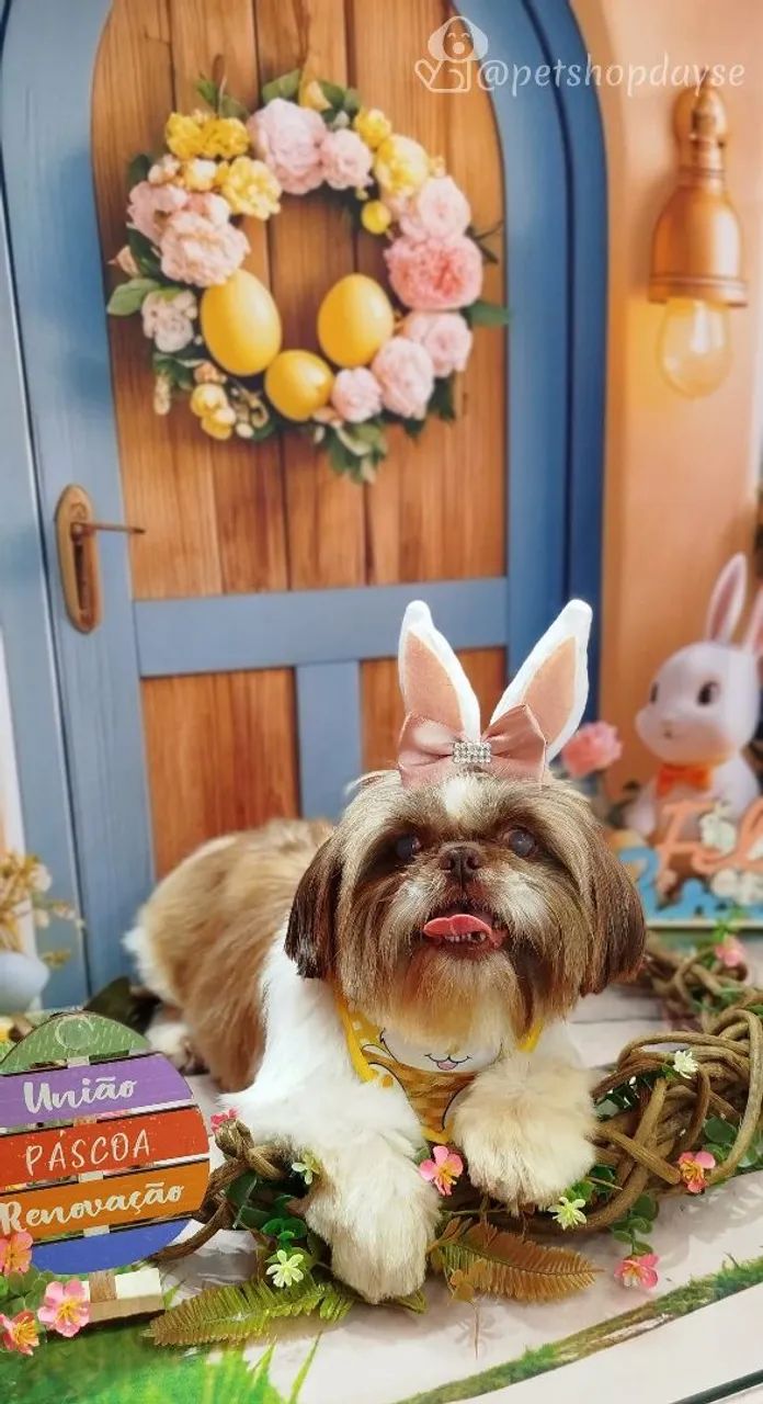 Fêmea disponível  - Foto 2