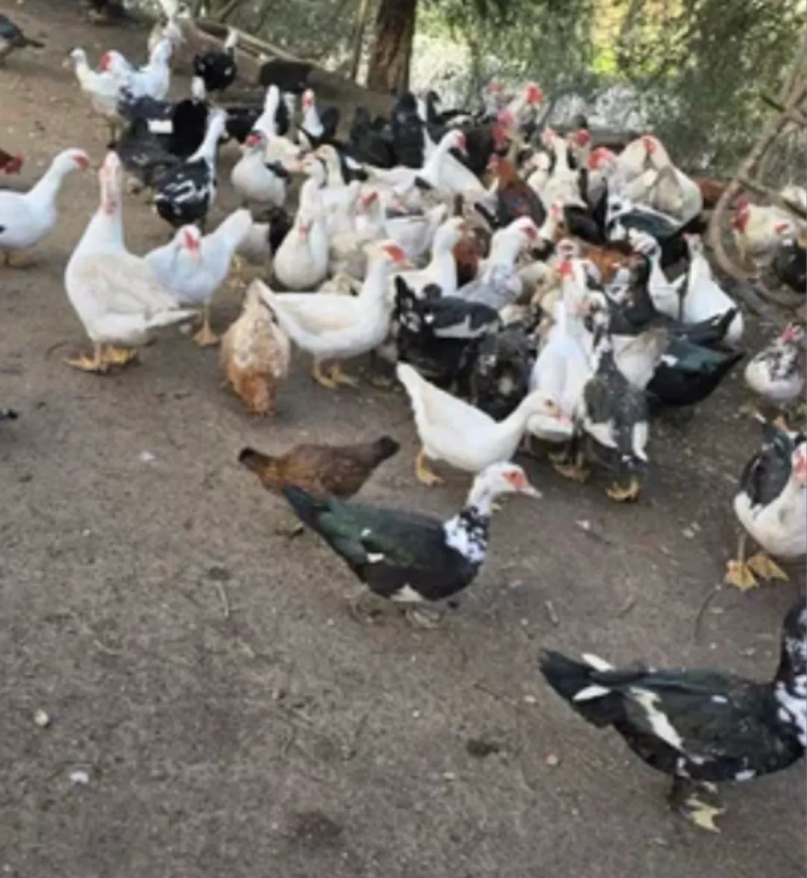VENDO PATOS SO HJ - Foto 2