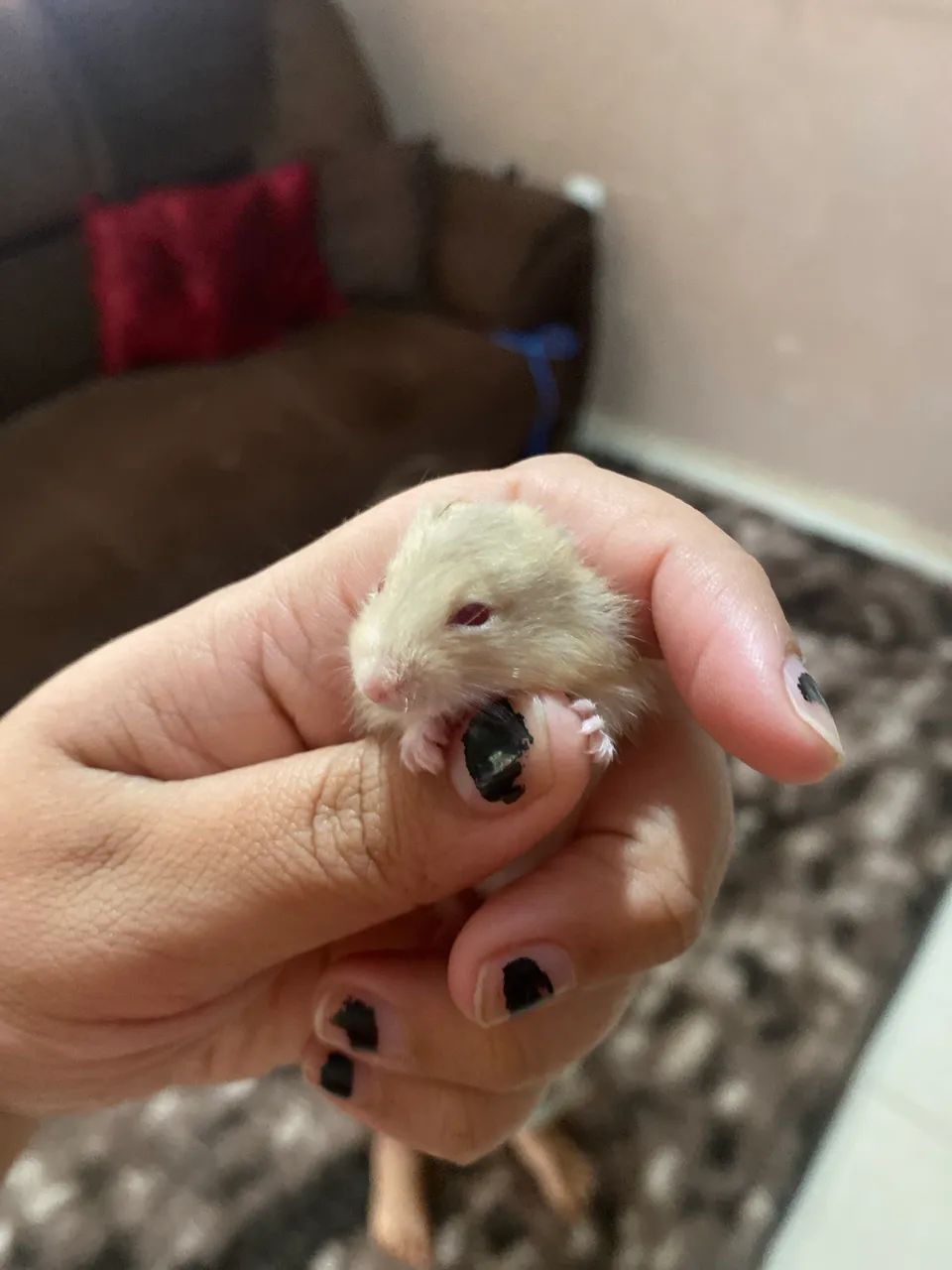 Hamster filhotes 