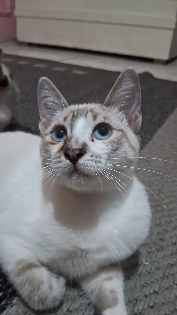 Gatinhos para adoção  - Foto 2