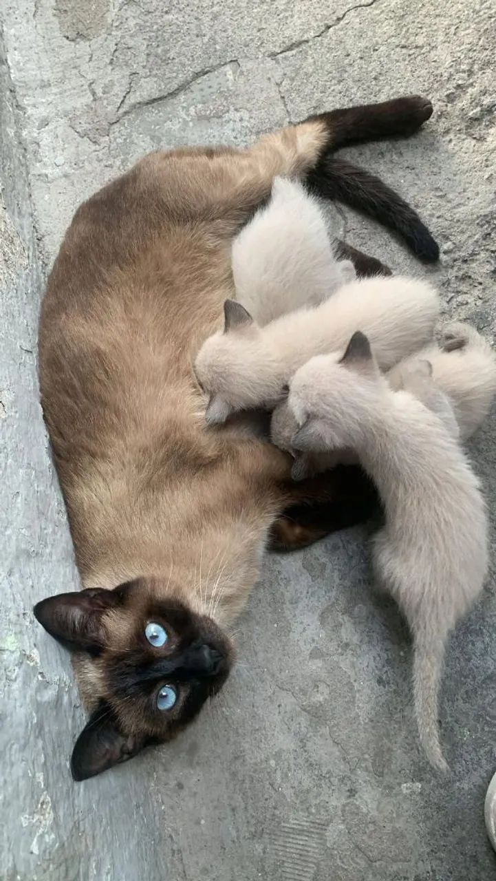 DOAÇÃO GATOS 