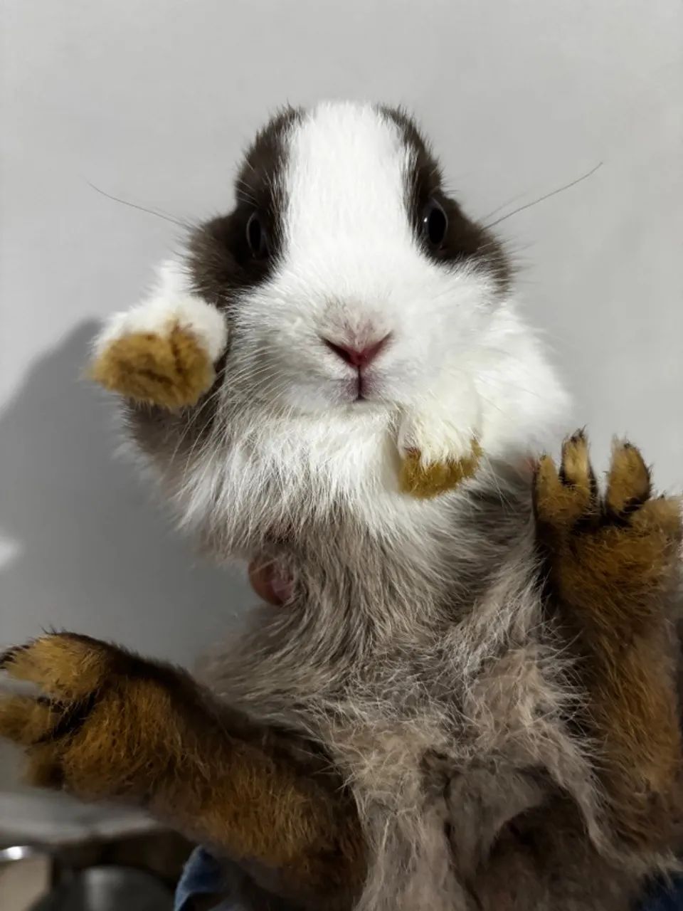 Coelho Anão Holandês Netherland Dwarf - Foto 2