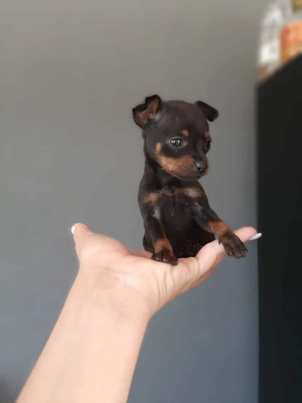 Filhotes de pinscher 00 - Foto 2