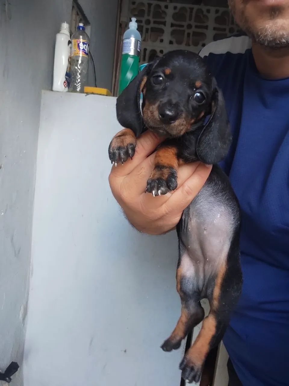 Filhotes de Dachshund - Foto 4