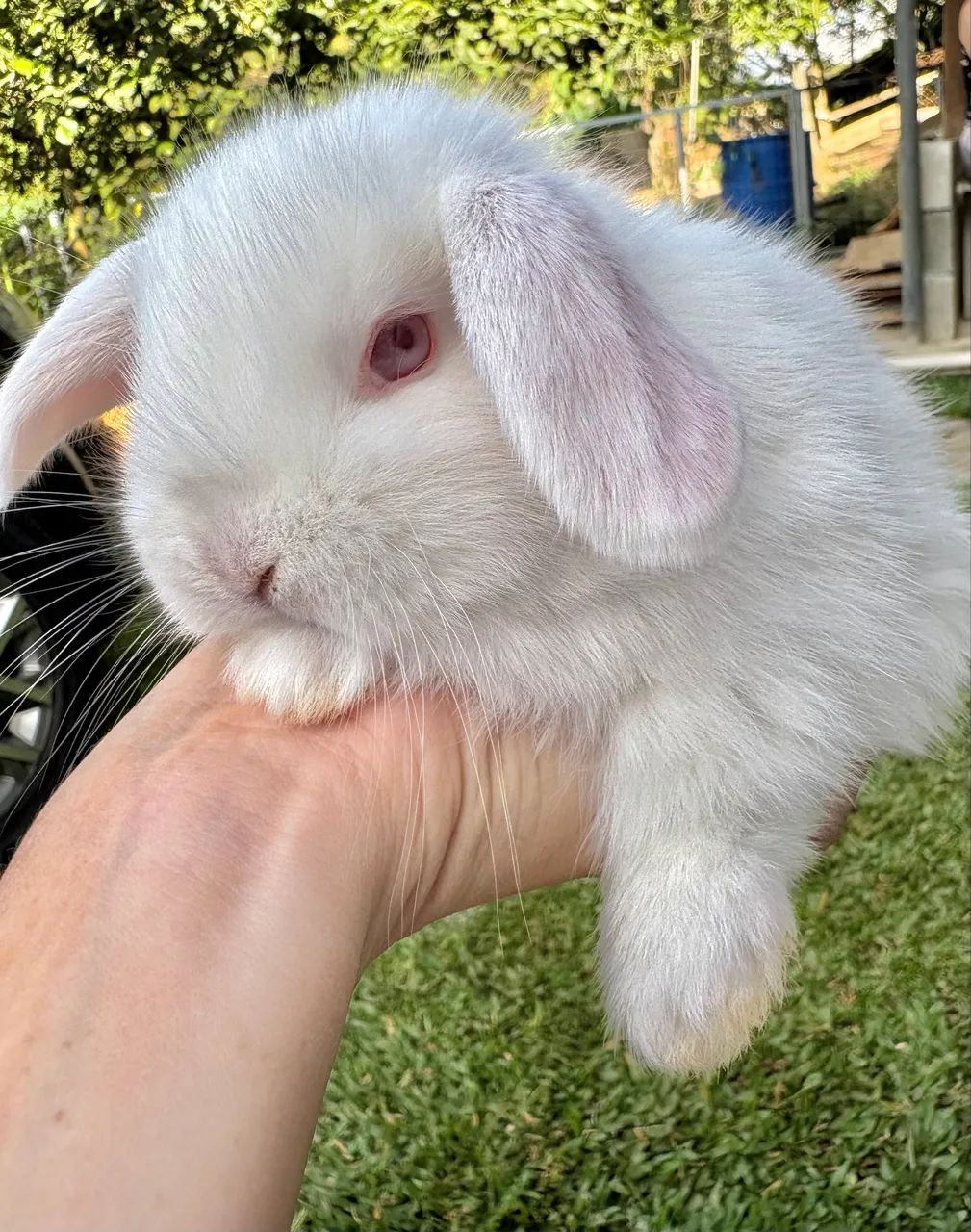 Coelhos mini  - Foto 6