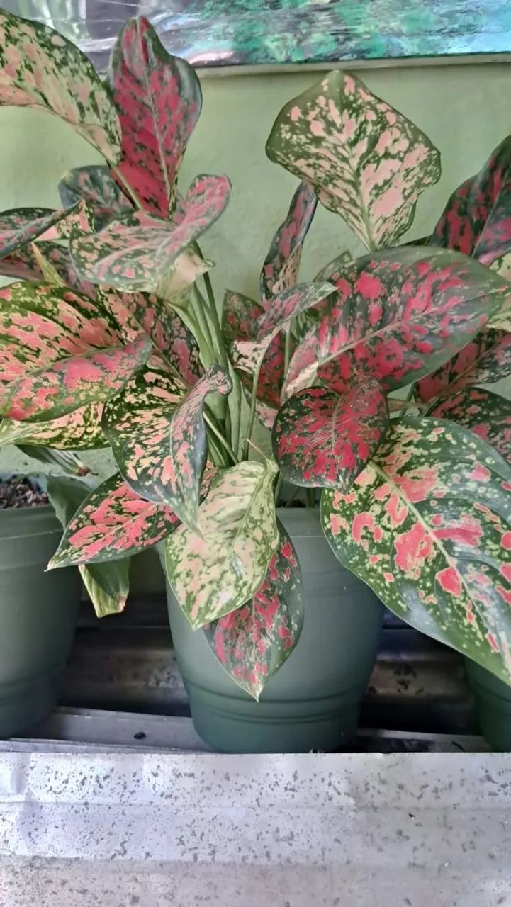 Plantas - Foto 3