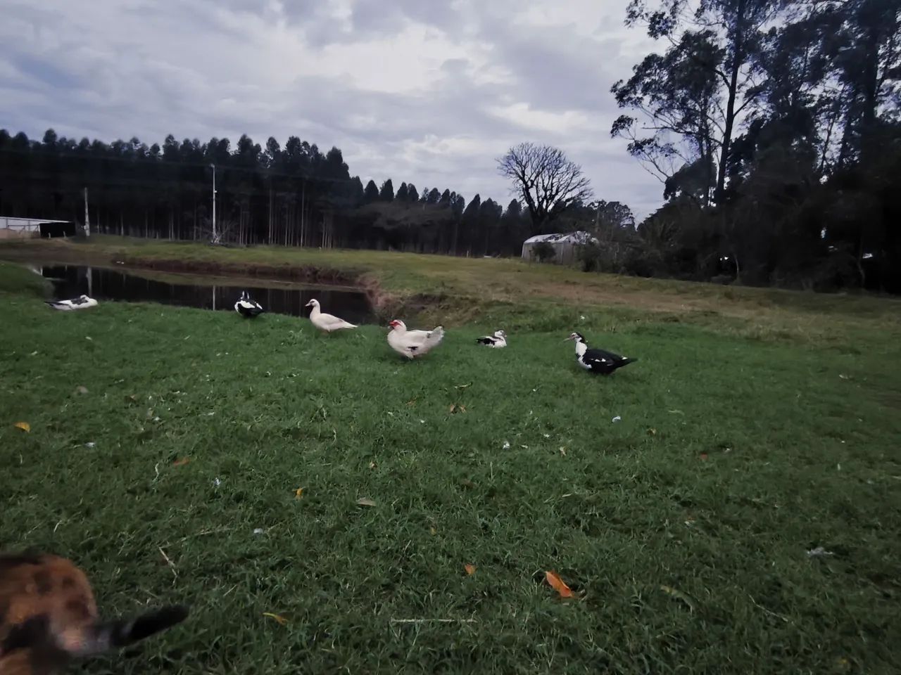 Patos a venda  - Foto 4