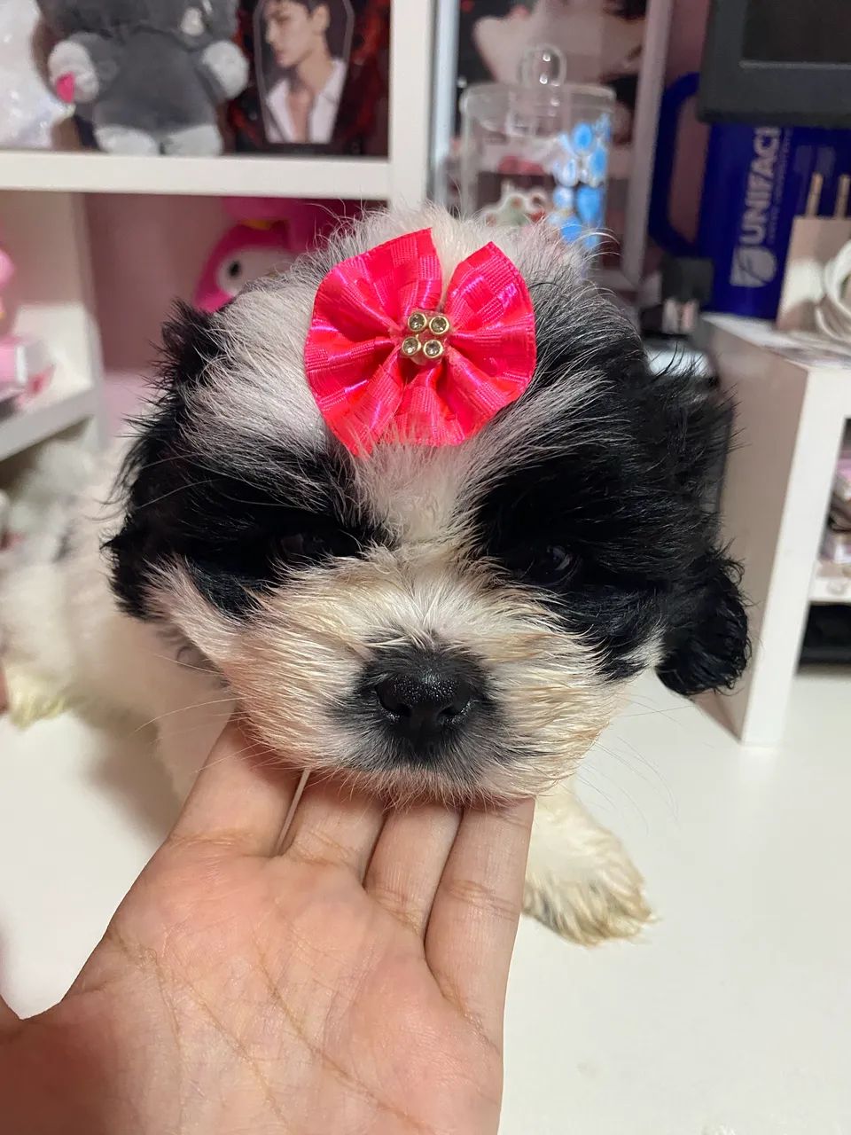 Shihtzu Fêmea