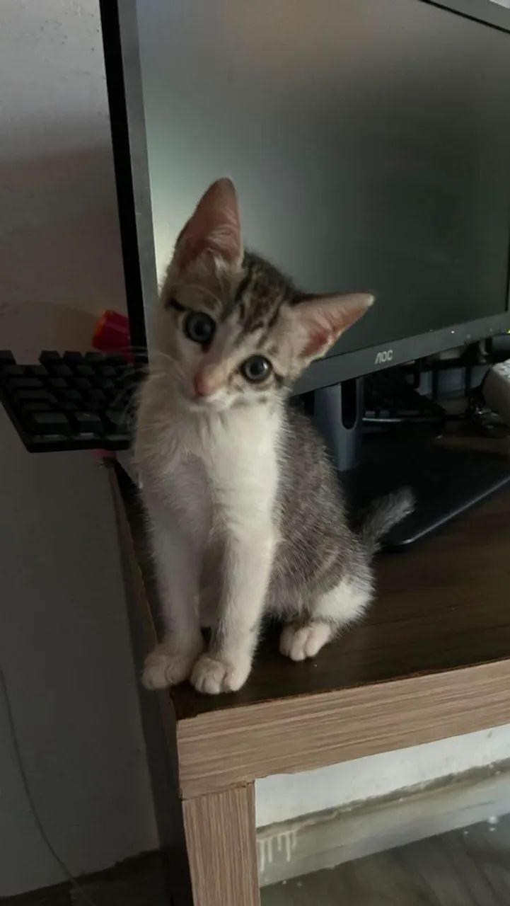 Gatinhas para adoção  - Foto 2