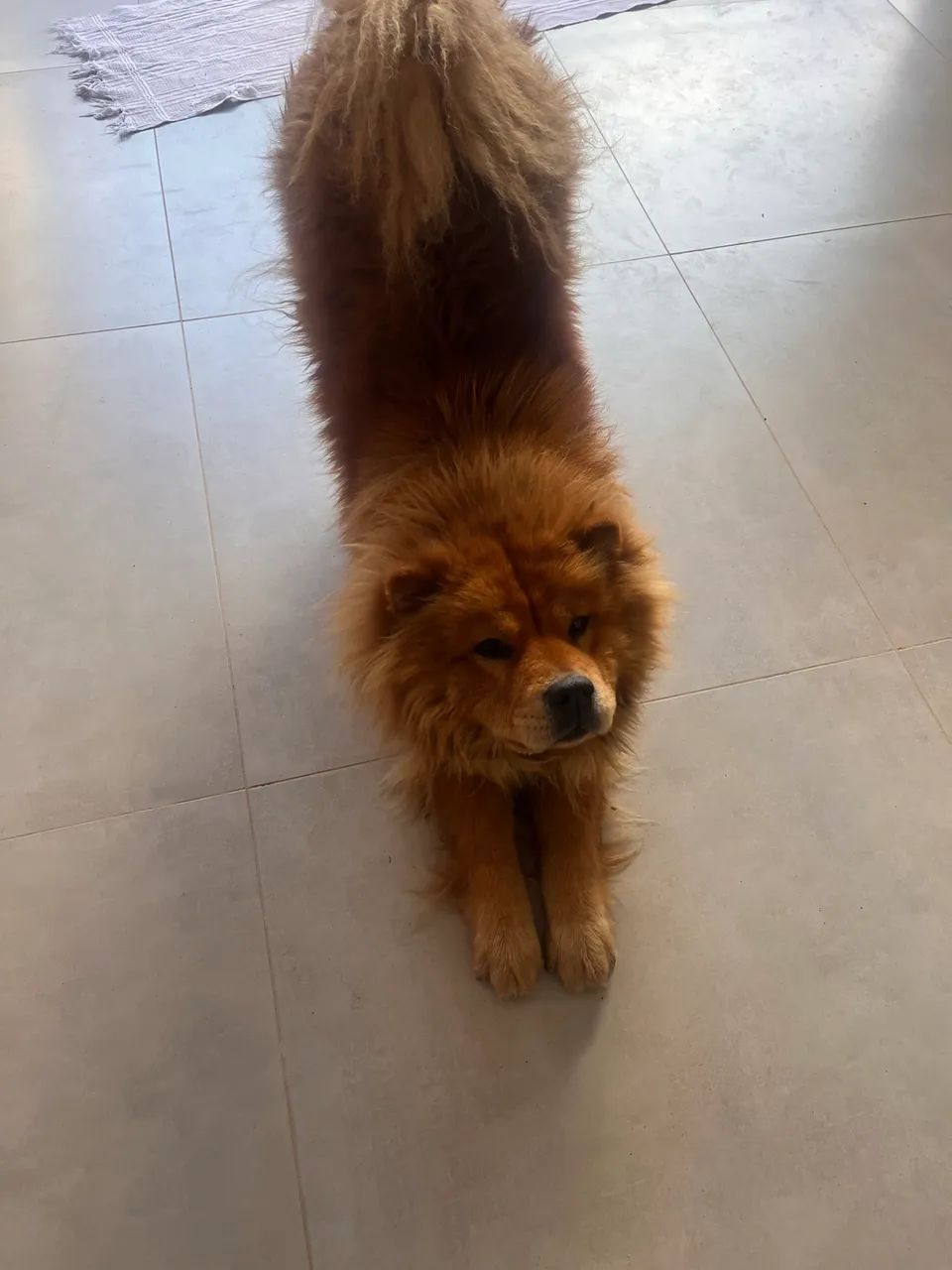 Chow Chow - Foto 3