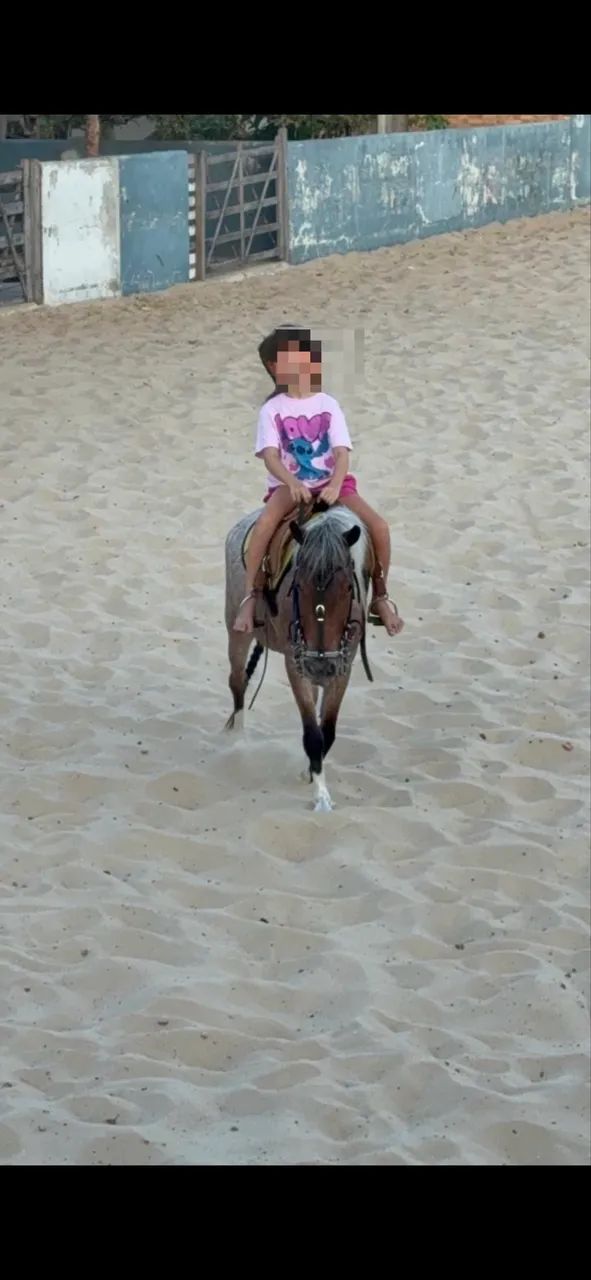 Vendo pônei fêmea 6 anos, rosilha, ótima para criança, mansa de tudo.  - Foto 3